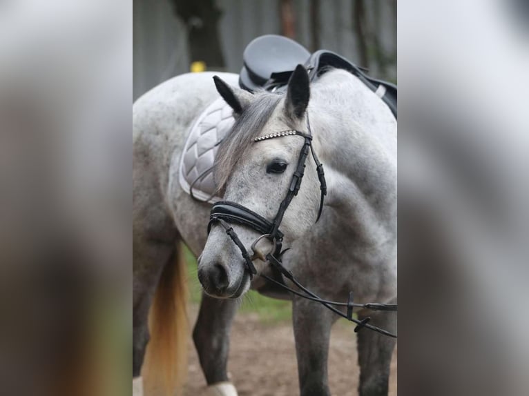 Classic Pony Mare 8 years 14,1 hh Grey-Dapple in Rosegg