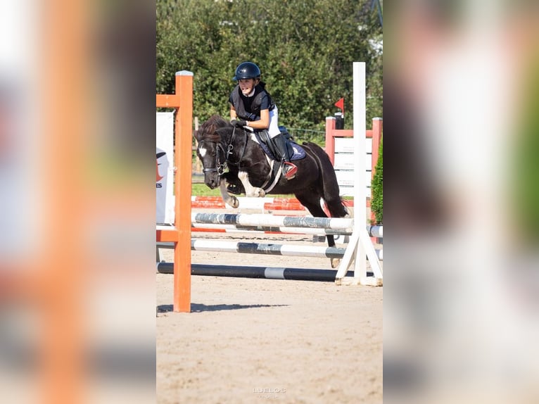 Classic Pony Mare 9 years 10,2 hh Pinto in Santander