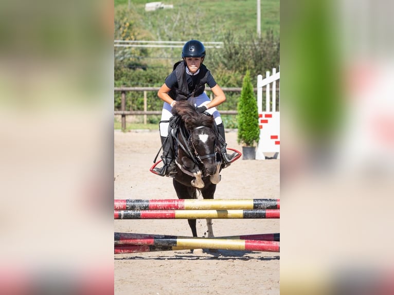 Classic Pony Mare 9 years 10,2 hh Pinto in Santander