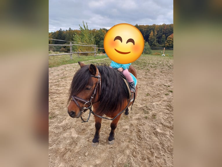 Classic Pony Mare 9 years 10,1 hh Brown in Hadersdorf am Kamp