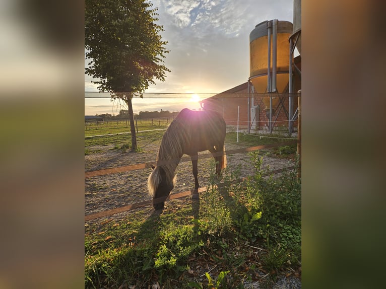 Classic Pony Mare 9 years 11 hh Dun in Kranenburg