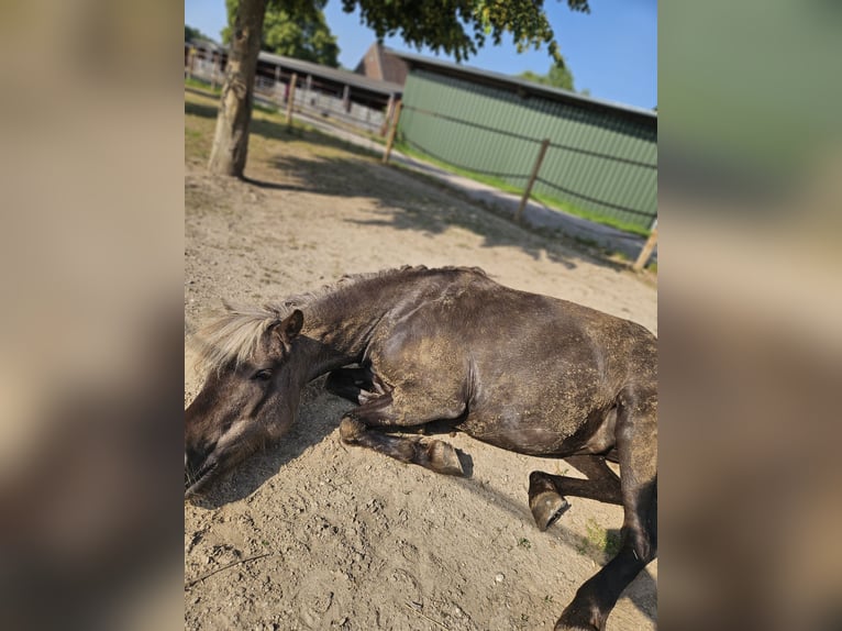 Classic Pony Mare 9 years 11 hh Dun in Kranenburg