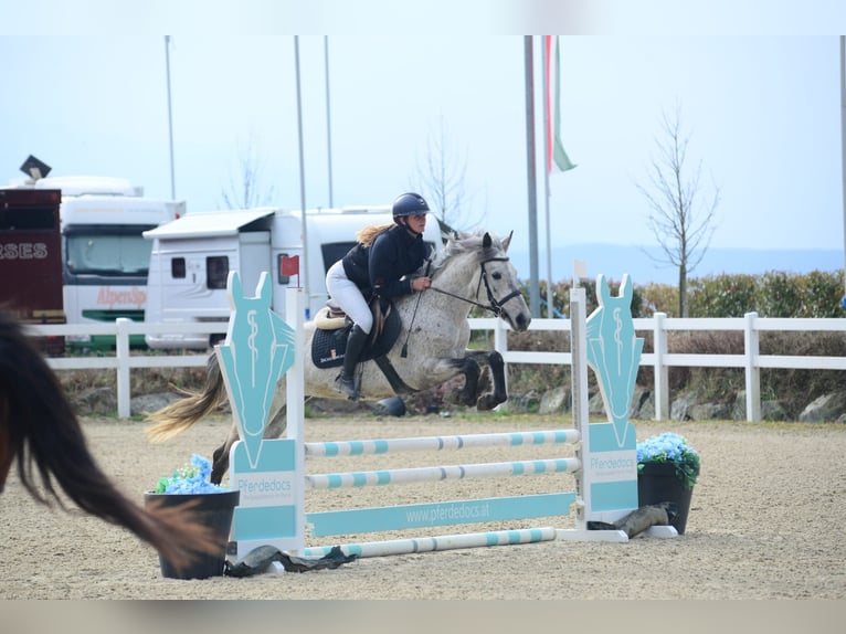 Classic Pony Mare 9 years 14,1 hh Grey-Dapple in Rosegg