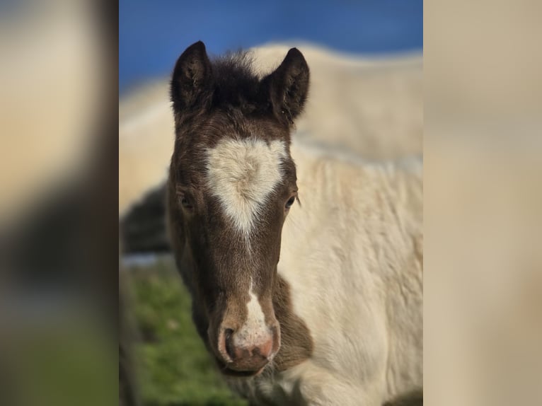 Classic Pony Mix Mare Foal (03/2025) 13,2 hh Champagne in Rompon