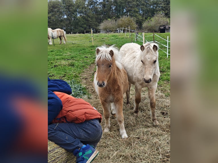 Classic Pony Mare Foal (04/2025) Leopard-Piebald in Heringsdorf