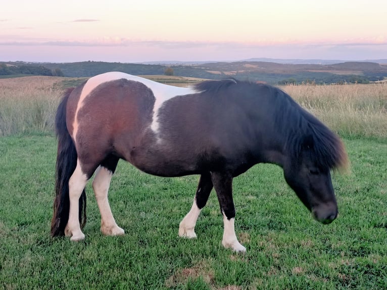 Classic Pony Mix Merrie 10 Jaar 105 cm Wit in Dettey