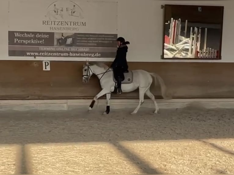 Classic Pony Merrie 10 Jaar 147 cm Schimmel in Großostheim