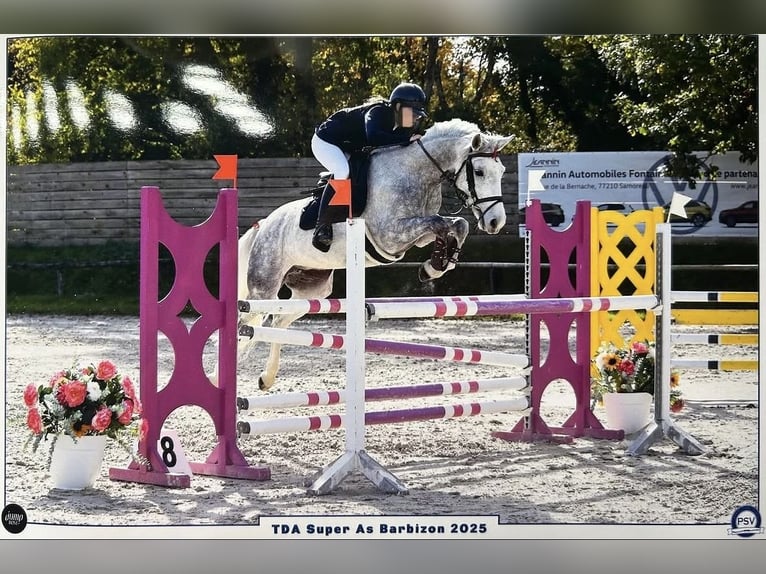 Classic Pony Merrie 10 Jaar 149 cm Schimmel in Boisredon
