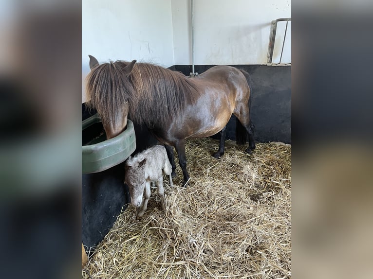 Classic Pony Merrie 11 Jaar 110 cm Zwartbruin in Steinau