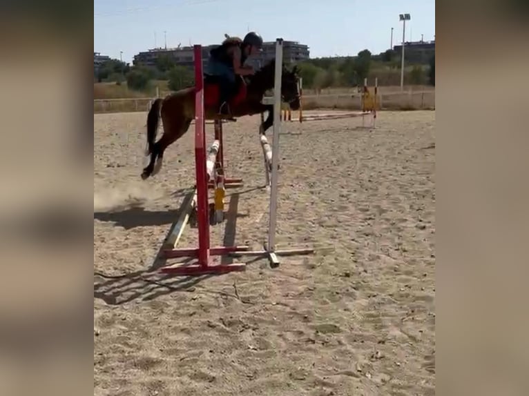 Classic Pony Merrie 11 Jaar 122 cm Bruin in Alcorcon