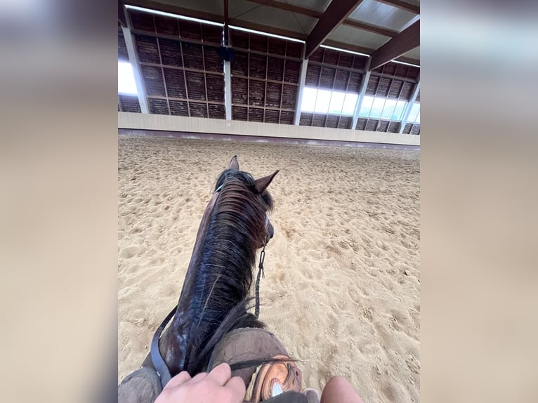 Classic Pony Mix Merrie 11 Jaar 136 cm Donkerbruin in Rankweil