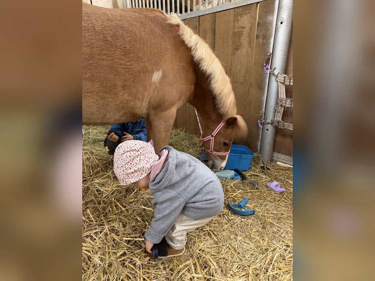 Classic Pony Merrie 12 Jaar 110 cm Vos in Inzlingen