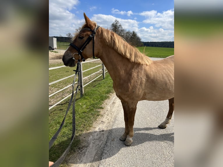 Classic Pony Merrie 12 Jaar 145 cm Lichtbruin in Uttendorf