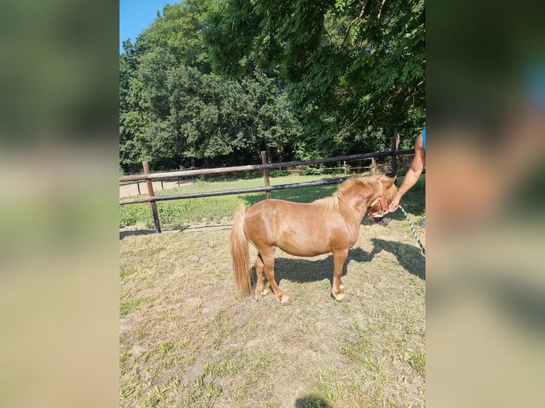Classic Pony Merrie 12 Jaar 95 cm Vos in Vienenburg
