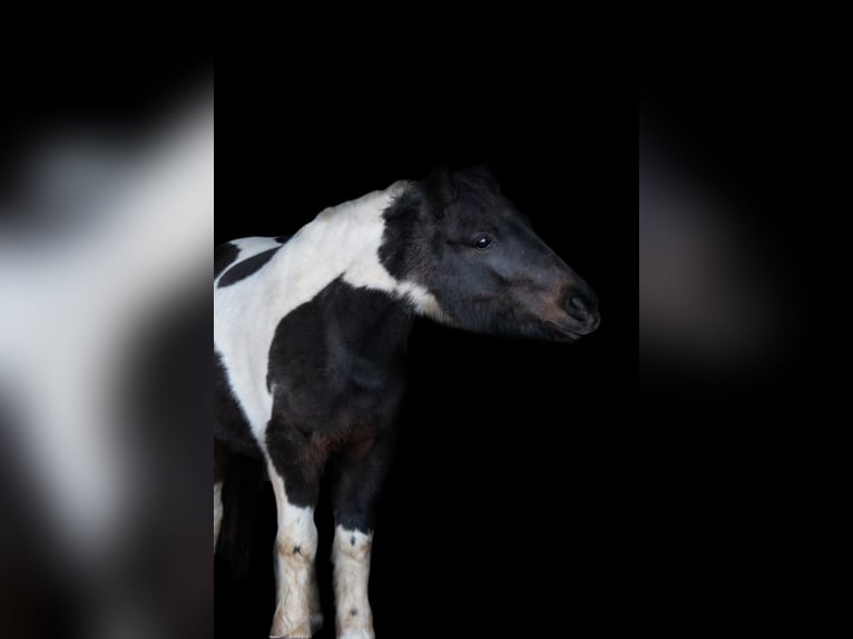 Classic Pony Merrie 14 Jaar 106 cm Gevlekt-paard in Sipbachzell
