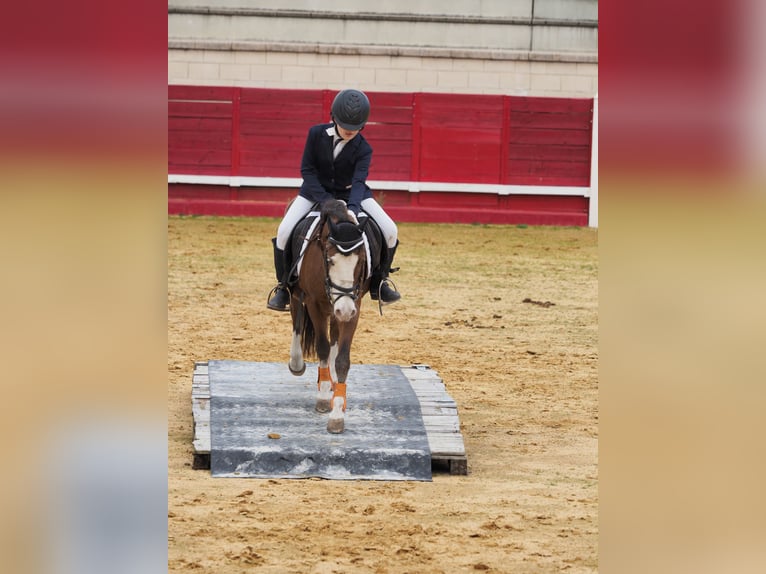 Classic Pony Merrie 14 Jaar 124 cm Bruin in Mojados