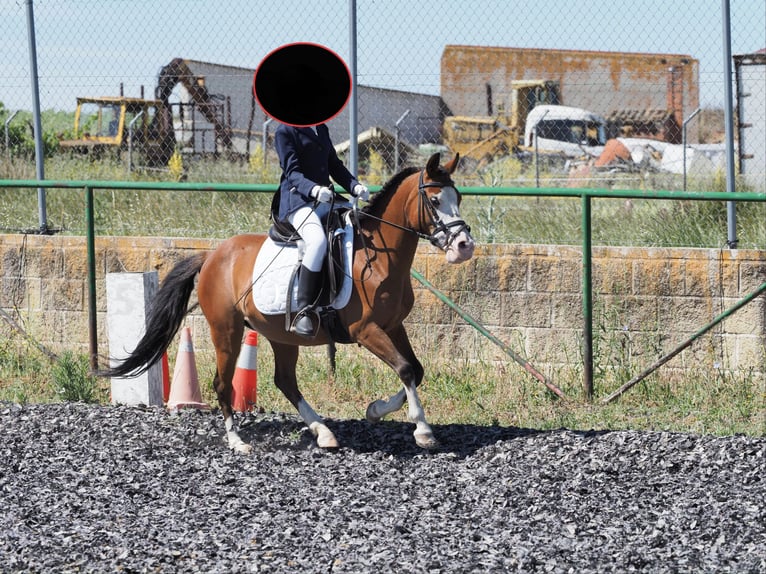 Classic Pony Merrie 14 Jaar 124 cm Bruin in Mojados