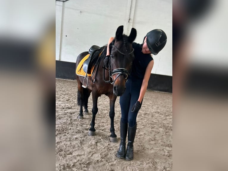 Classic Pony Mix Merrie 14 Jaar 125 cm Bruin in Kaldenkirchen