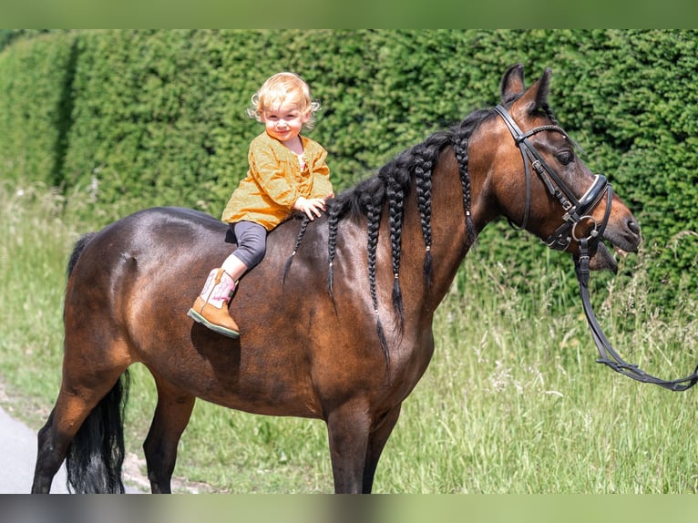 Classic Pony Mix Merrie 14 Jaar 125 cm Bruin in Kaldenkirchen