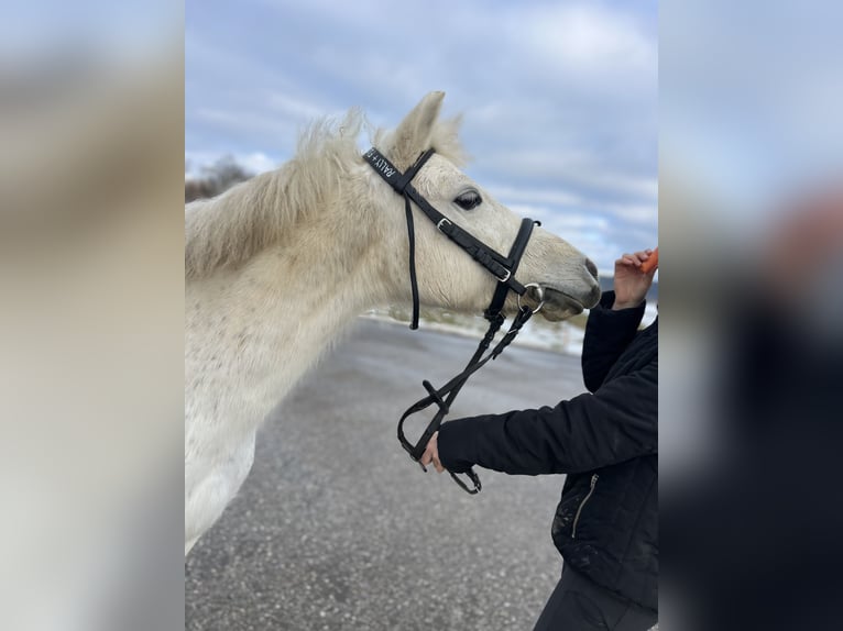 Classic Pony Merrie 14 Jaar 125 cm Schimmel in Uttendorf