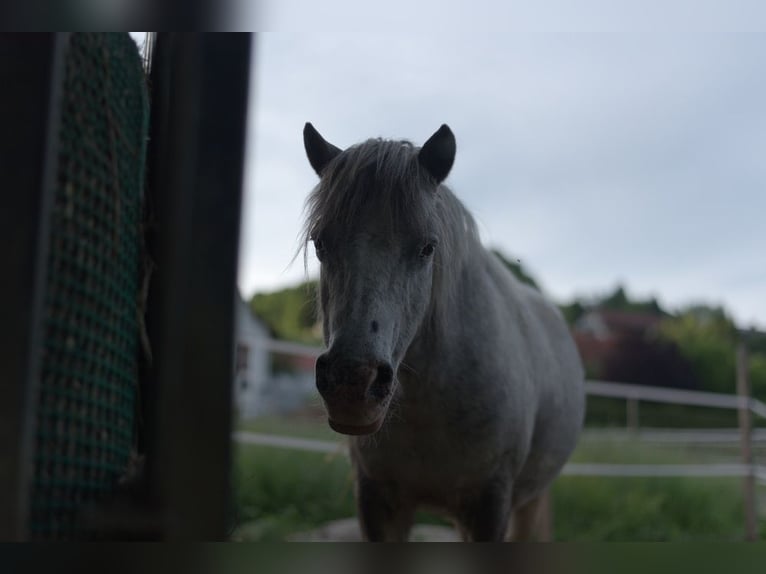 Classic Pony Merrie 18 Jaar 110 cm Schimmel in Riegersburg