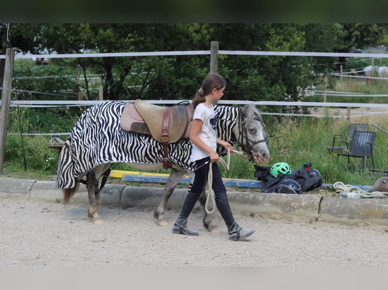 Classic Pony Merrie 18 Jaar 110 cm Schimmel in Riegersburg