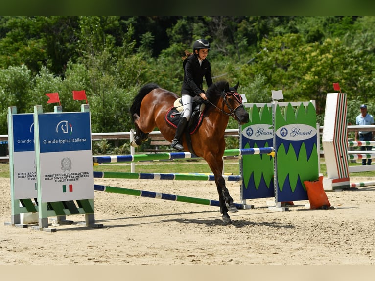 Classic Pony Mix Merrie 18 Jaar 146 cm Donkerbruin in Montalto Uffugo