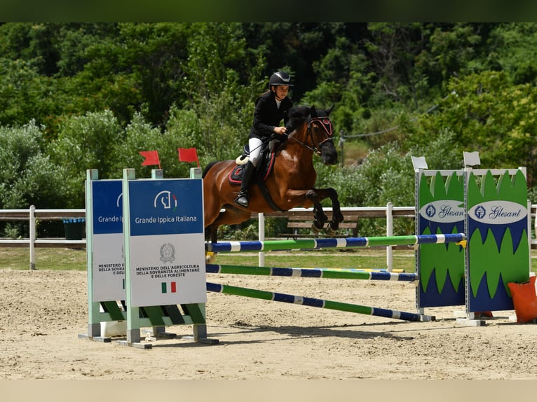 Classic Pony Mix Merrie 18 Jaar 146 cm Donkerbruin in Montalto Uffugo