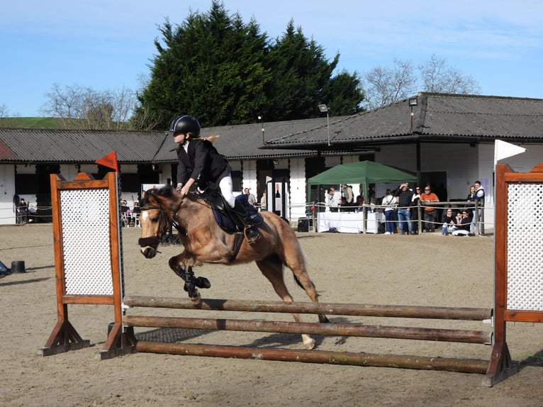 Classic Pony Merrie 19 Jaar 130 cm Falbe in Elechas