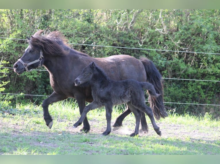 Classic Pony Merrie 1 Jaar 115 cm Zwart in Müllheim