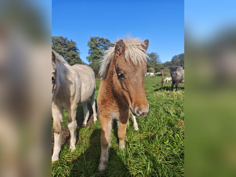 Classic Pony Merrie 1 Jaar Appaloosa in Heringsdorf