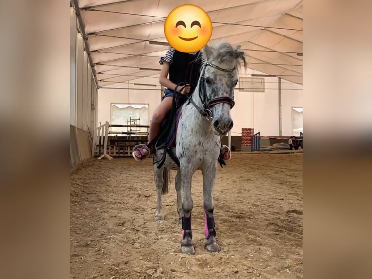 Classic Pony Merrie 21 Jaar 110 cm in Krapinske Toplice