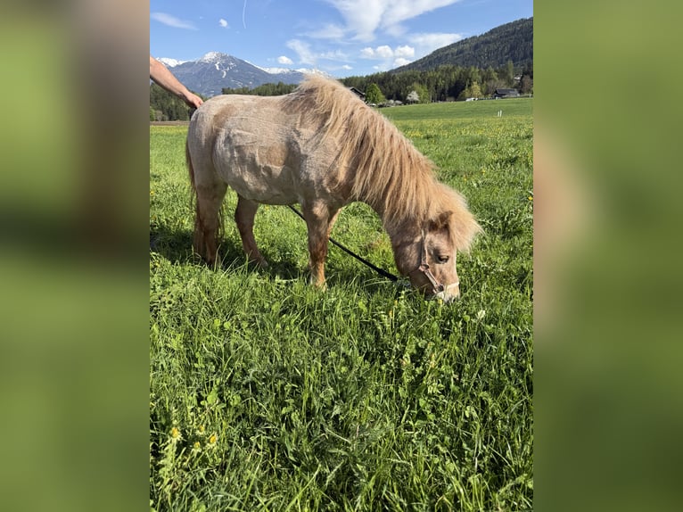 Classic Pony Mix Merrie 2 Jaar 90 cm Vos in Götzens