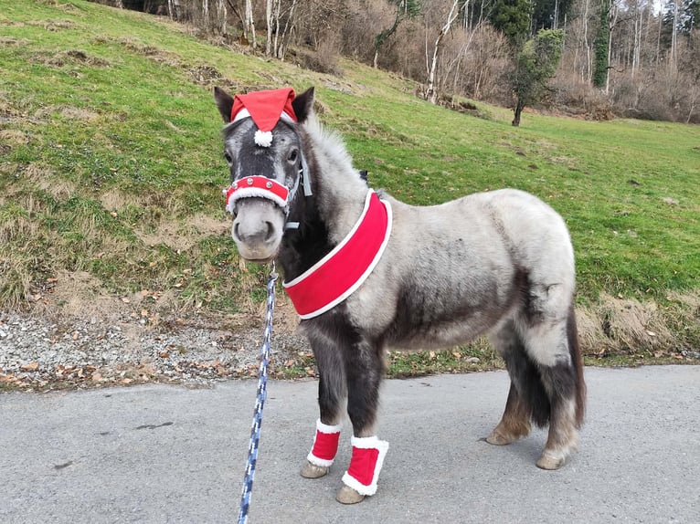 Classic Pony Mix Merrie 3 Jaar 115 cm Appaloosa in Fraxern