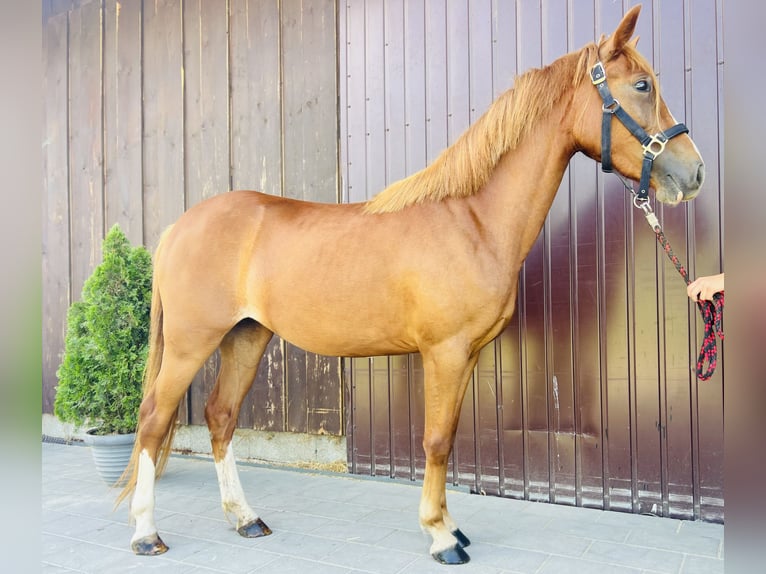 Classic Pony Merrie 3 Jaar 135 cm Vos in Höhnhart