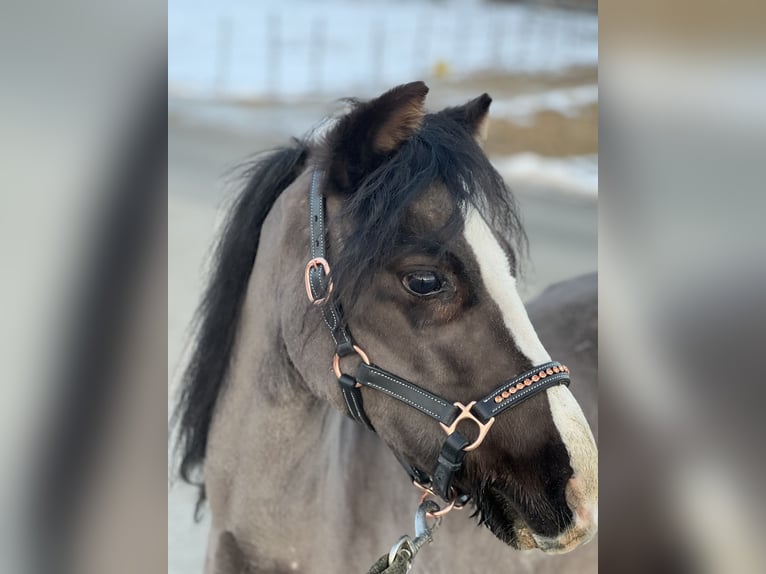 Classic Pony Merrie 4 Jaar 115 cm Zwart in Uttendorf