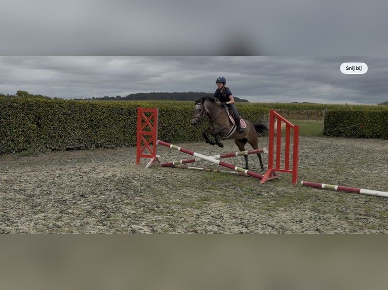 Classic Pony Merrie 4 Jaar 142 cm Rood schimmel in Renaix