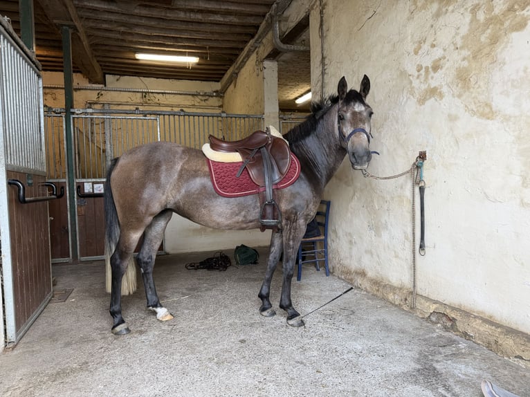Classic Pony Merrie 4 Jaar 142 cm Rood schimmel in Renaix