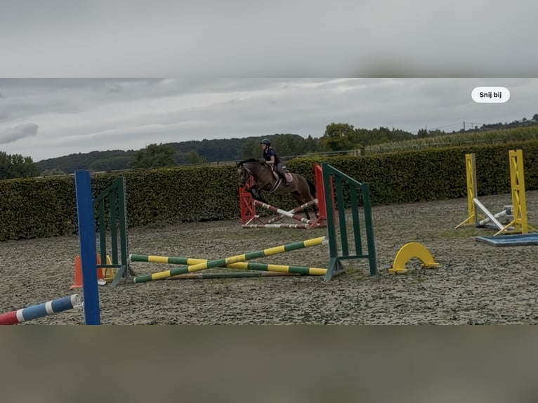Classic Pony Merrie 4 Jaar 142 cm Rood schimmel in Renaix