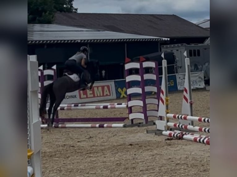 Classic Pony Merrie 4 Jaar 147 cm Vliegenschimmel in Uttendorf