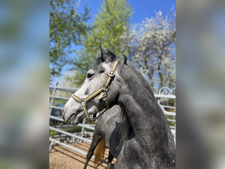 Classic Pony Merrie 4 Jaar 152 cm Zwartschimmel in HelpfauÖsterreich