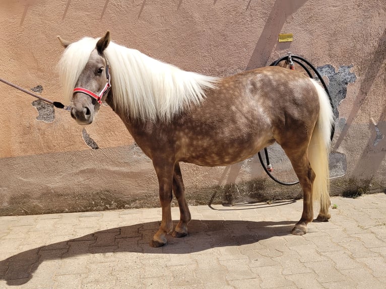 Classic Pony Merrie 5 Jaar 105 cm Vos in Simmershofen