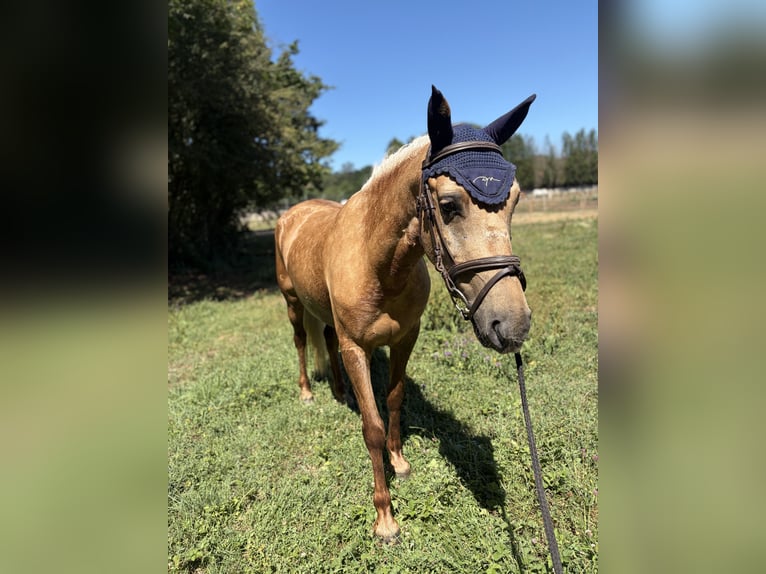 Classic Pony Merrie 5 Jaar 128 cm Palomino in Spain