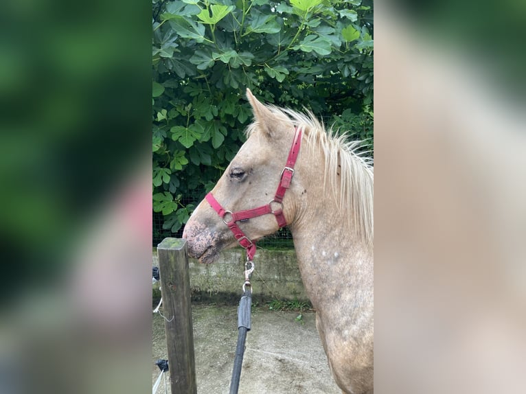 Classic Pony Merrie 5 Jaar 129 cm Palomino in Leioa