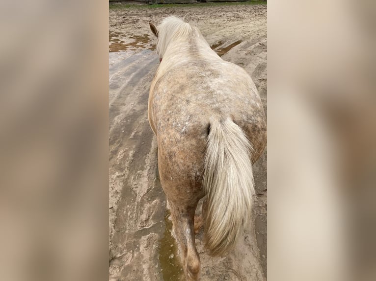 Classic Pony Merrie 5 Jaar 129 cm Palomino in Leioa