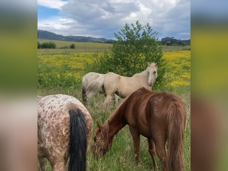 Classic Pony Merrie 5 Jaar 129 cm Palomino in Leioa