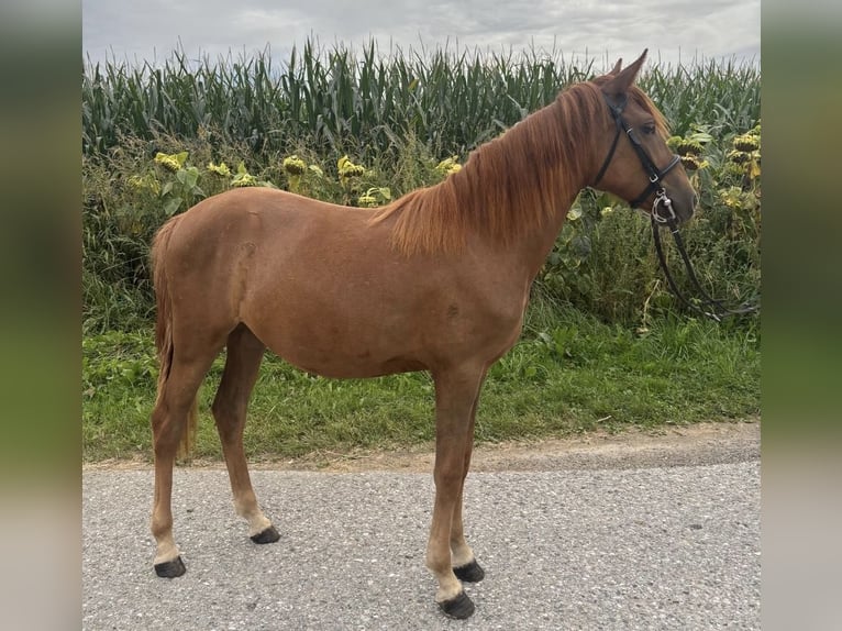 Classic Pony Merrie 5 Jaar 135 cm Vos in Uttendorf