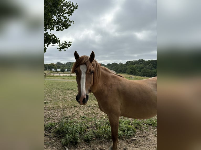 Classic Pony Merrie 5 Jaar 140 cm Red Dun in dournazac