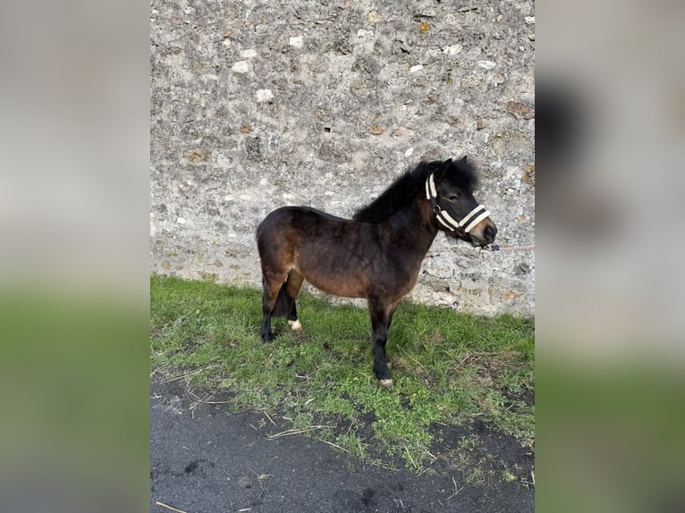 Classic Pony Merrie 6 Jaar 110 cm Zwartbruin in Champlat et boujacourt