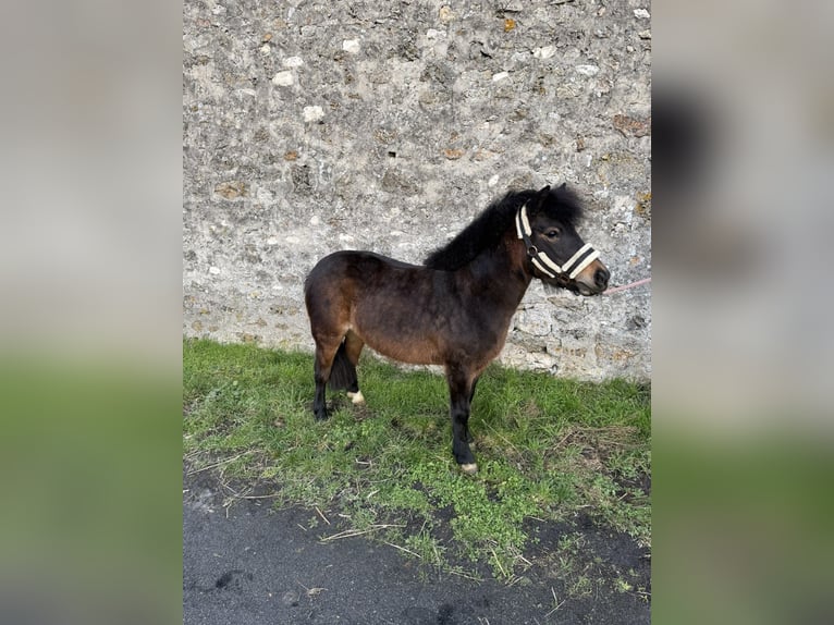 Classic Pony Merrie 6 Jaar 110 cm Zwartbruin in Champlat et boujacourt